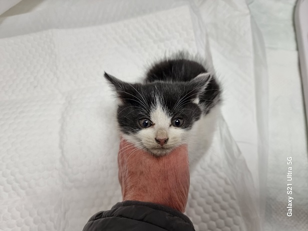 경동동물병원_428350202500195